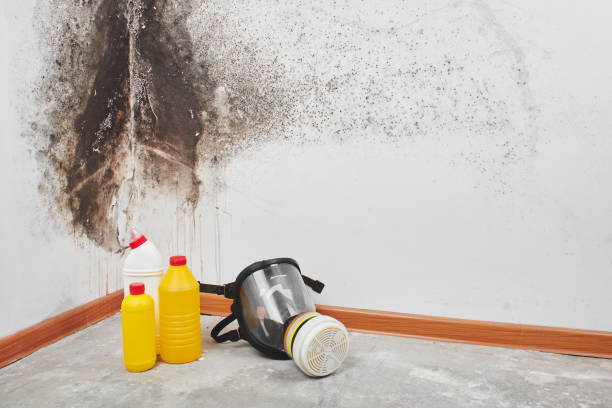 Best Home Mold Removal  in Pryor Creek, OK