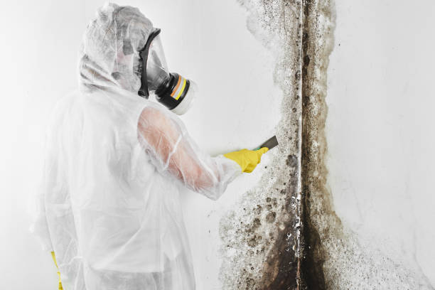 Best Toxic Mold Removal  in Pryor Creek, OK