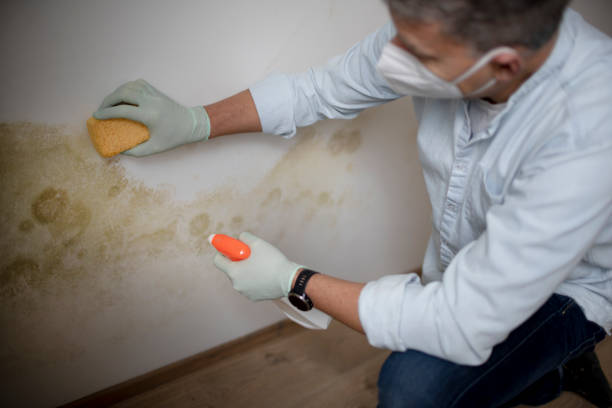 Best Emergency Mold Removal  in Pryor Creek, OK