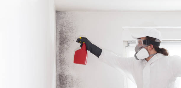 Best Attic Mold Removal  in Pryor Creek, OK